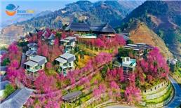 Tour Du Lịch Mù Cang Chải Mùa Mai Anh Đào 3N2Đ